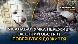 У Дніпрі врятували собаку, постраждалого від обстрілів