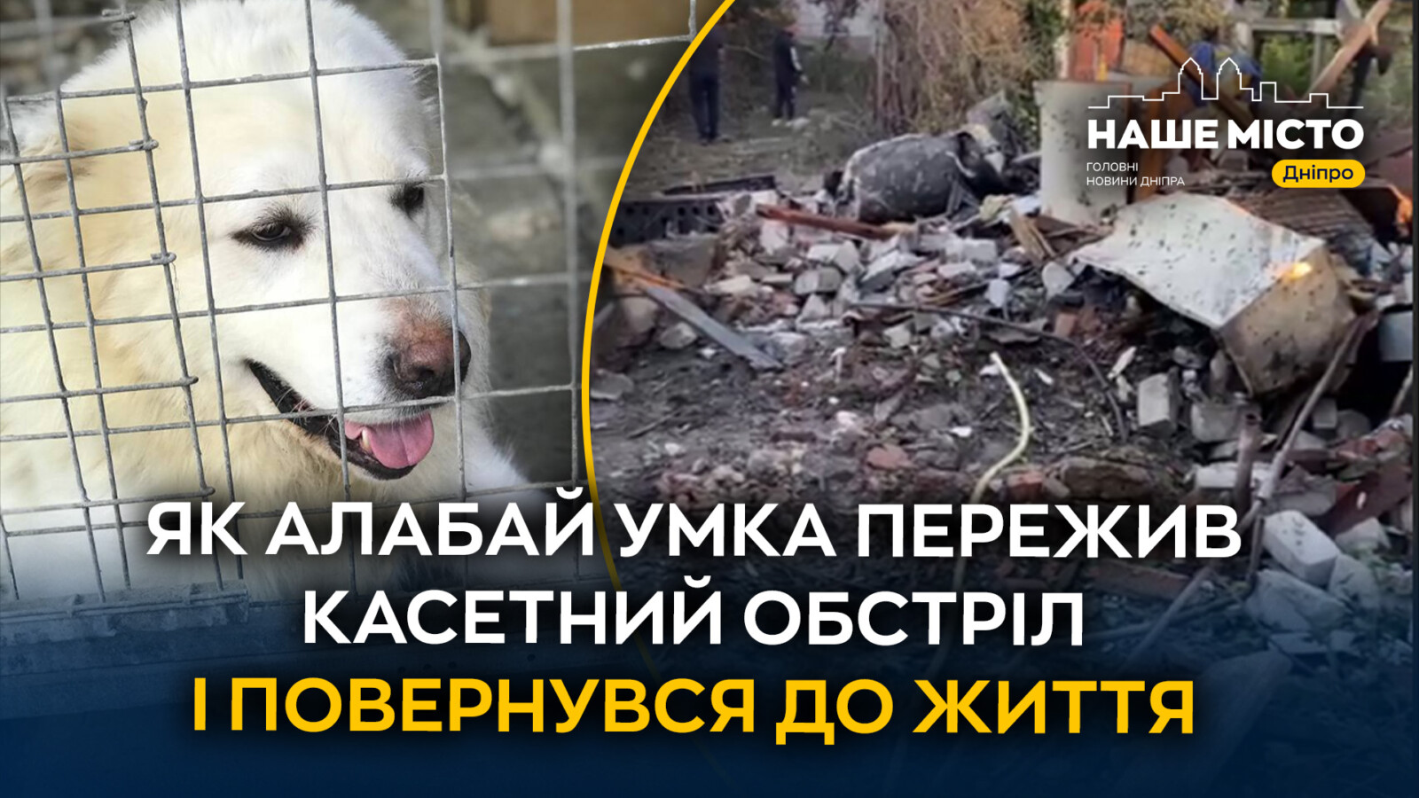 У Дніпрі врятували собаку, постраждалого від обстрілів
