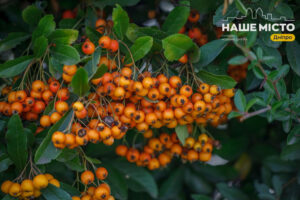 Свято Введення у храм: традиції та прикмети 21 листопада