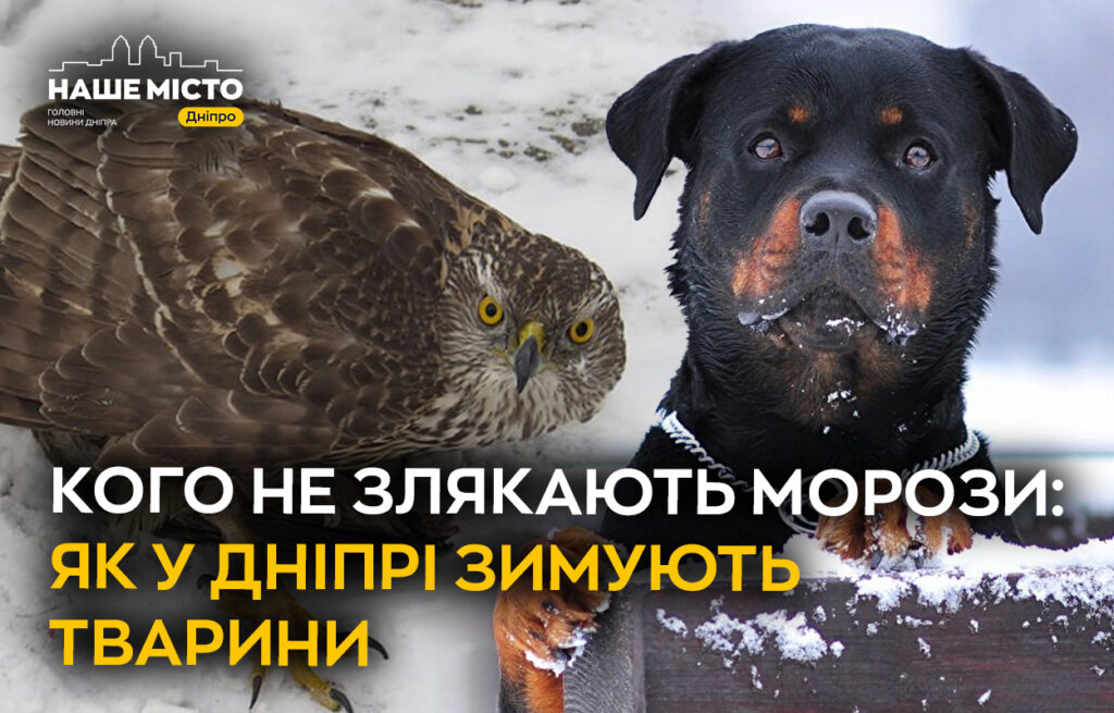 Адаптація до холодів: як зимують тварини у Дніпрі