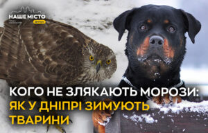 Адаптація до холодів: як зимують тварини у Дніпрі