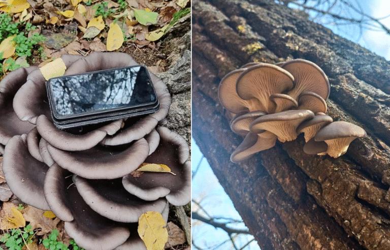 У лісах під Дніпром масово знаходять гігантські гливи