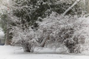 Грудень принесе хуртовини та мокрий сніг