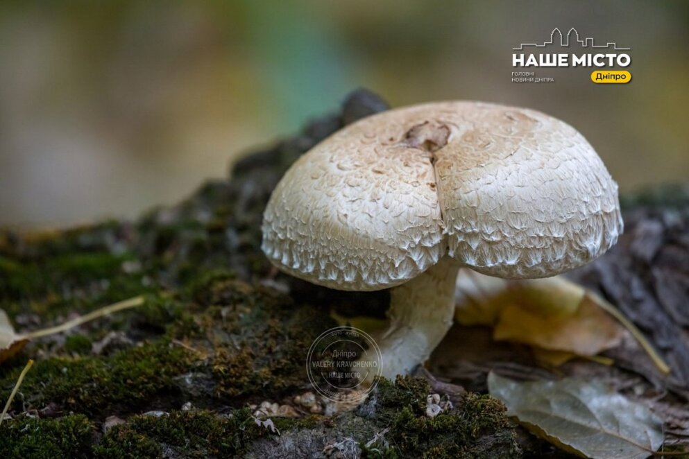 Традиції та заборони 24 листопада: день святої Катерини