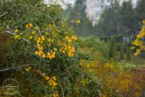 Розпочався Різдвяний піст: традиції та прикмети 15 листопада