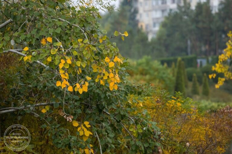 Розпочався Різдвяний піст: традиції та прикмети 15 листопада