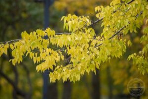 12 листопада: день Йосафата та народні заборони