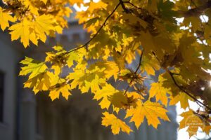 Нові температурні рекорди у Дніпрі