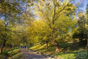 Тепліше не буває: у Дніпрі 21 листопада очікується до +14°C