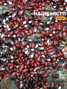 Масове зібрання клопів в Дніпрі: жителів насторожило явище