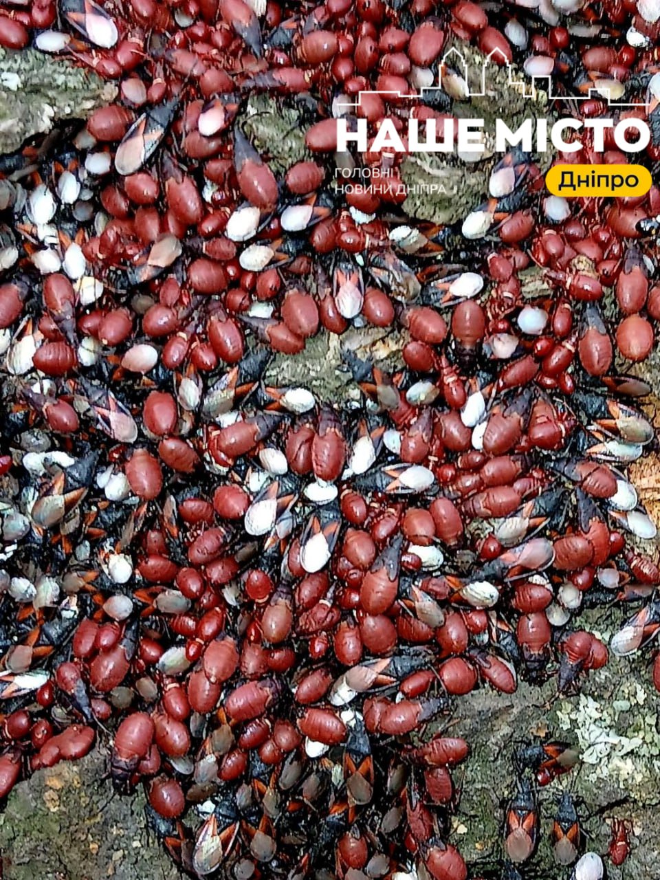 Масове зібрання клопів в Дніпрі: жителів насторожило явище