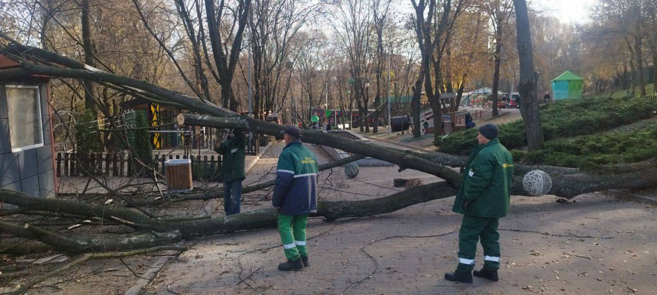 У Дніпрі комунальники розпочали прибирання поваленого дерева у Зеленому Гаю