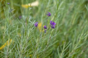 28 листопада: вшанування пам’яті святого Іринарха