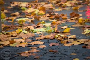 Зміни у погоді: сильний вітер та похолодання в Україні