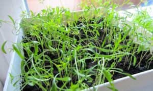 Вирощуйте свіжу зелень удома: корисні поради