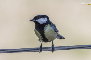 Чому птахи в Дніпрі затримуються на зимівлю?