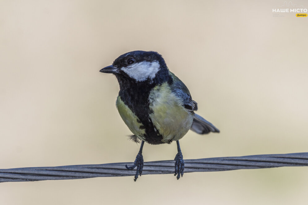 Чому птахи в Дніпрі затримуються на зимівлю?