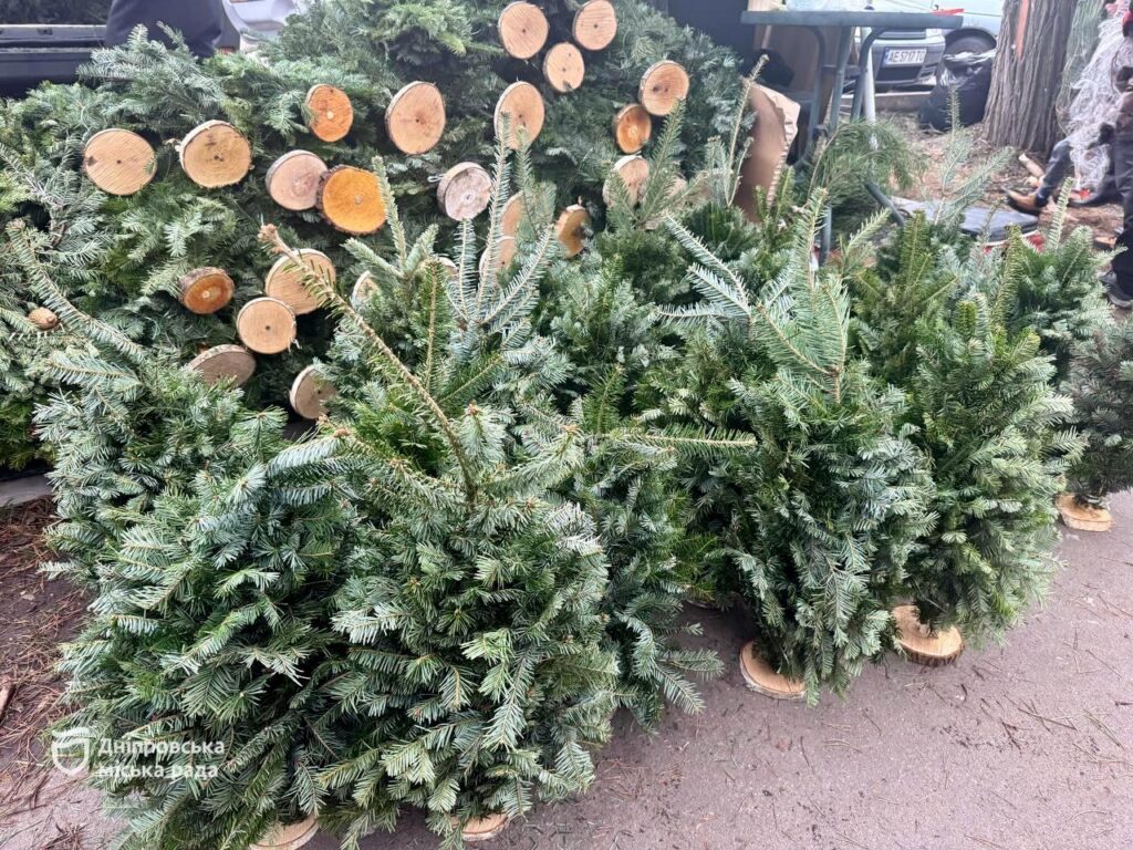 Як придбати ялинку в Дніпрі: актуальні адреси