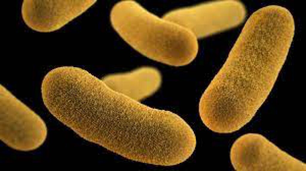 Захистіть себе від ‘хвороби з холодильника’