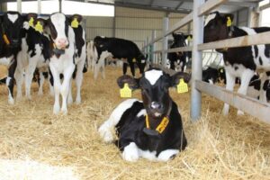 Нові правила догляду за тваринами в Україні з 2026 року