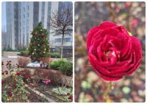 У Дніпрі троянди квітнуть навіть взимку