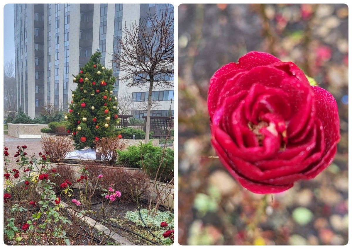 У Дніпрі троянди квітнуть навіть взимку