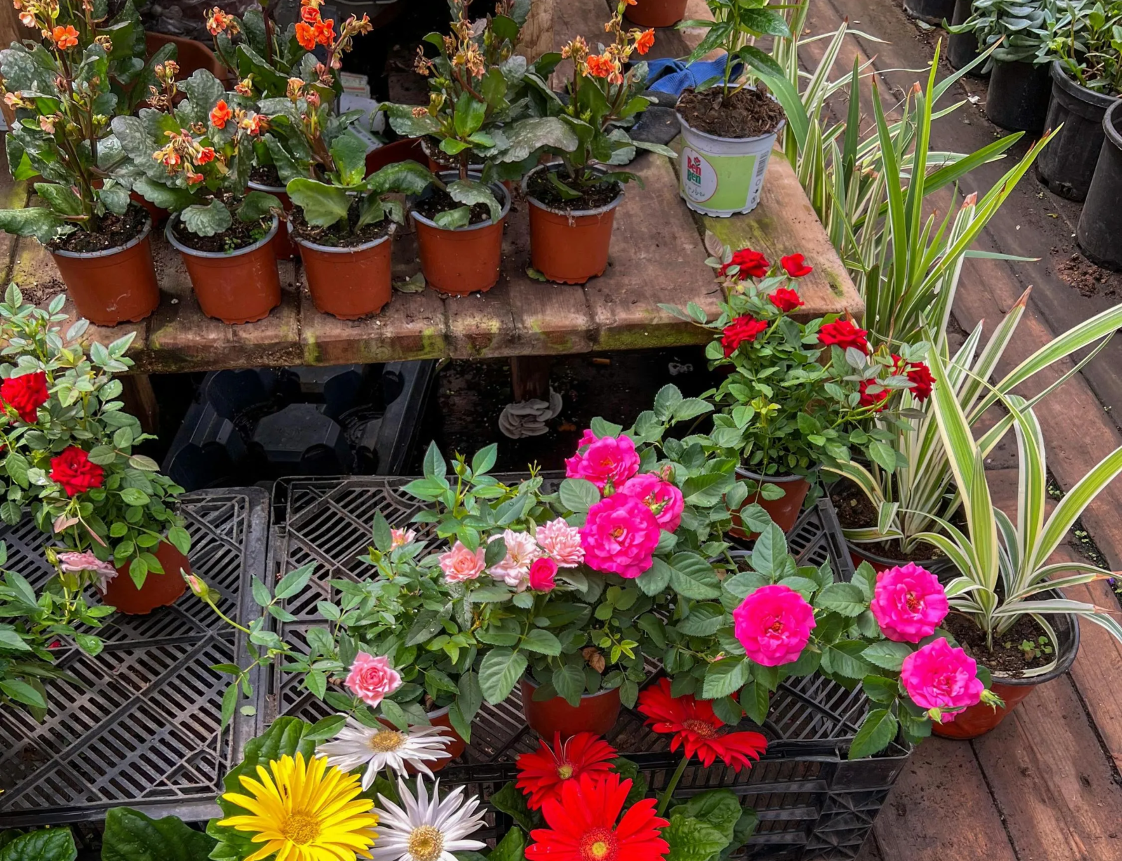 Як захистити рослини у горщиках від зимових морозів?