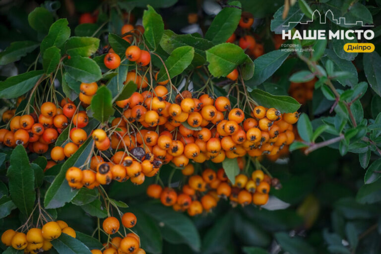 8 грудня: чому вшановують святу Анфісу Римську