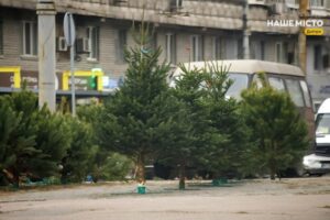 Як зберегти живу ялинку свіжою на свята: прості поради