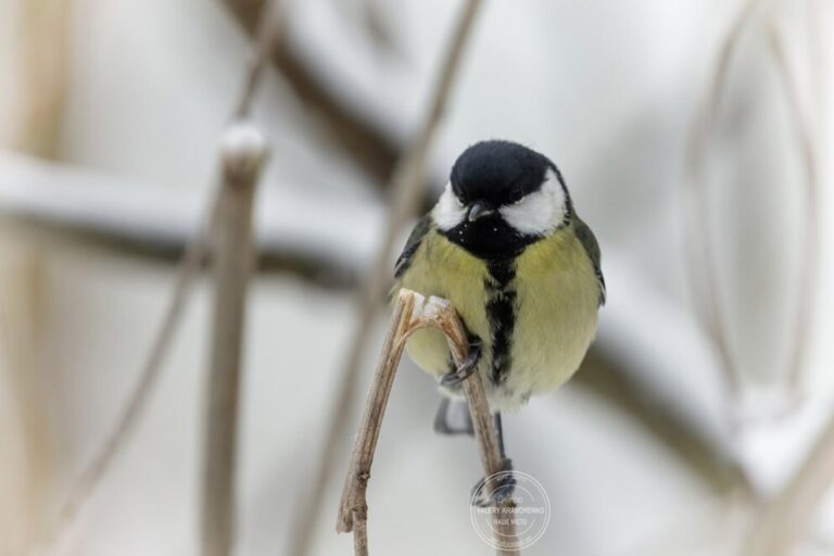 Церковне свято 30 грудня: шануємо пам’ять святої Анісії