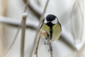 18 грудня – день пам’яті святого Севастіяна: традиції та прикмети
