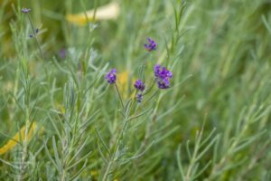 5 грудня: день Сави Освяченого – прикмети та заборони