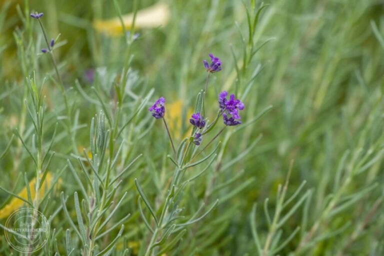 5 грудня: день Сави Освяченого – прикмети та заборони