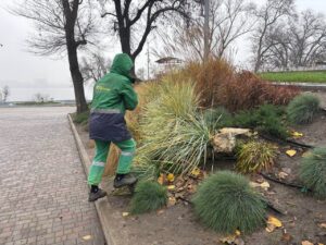 Підготовка зелених зон Дніпра до зими: зв’язування туй