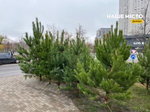 Дніпро готується до Нового року: де купити ялинку?