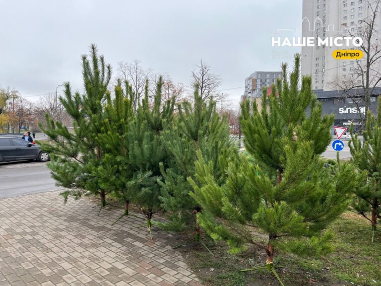 Дніпро готується до Нового року: де купити ялинку?