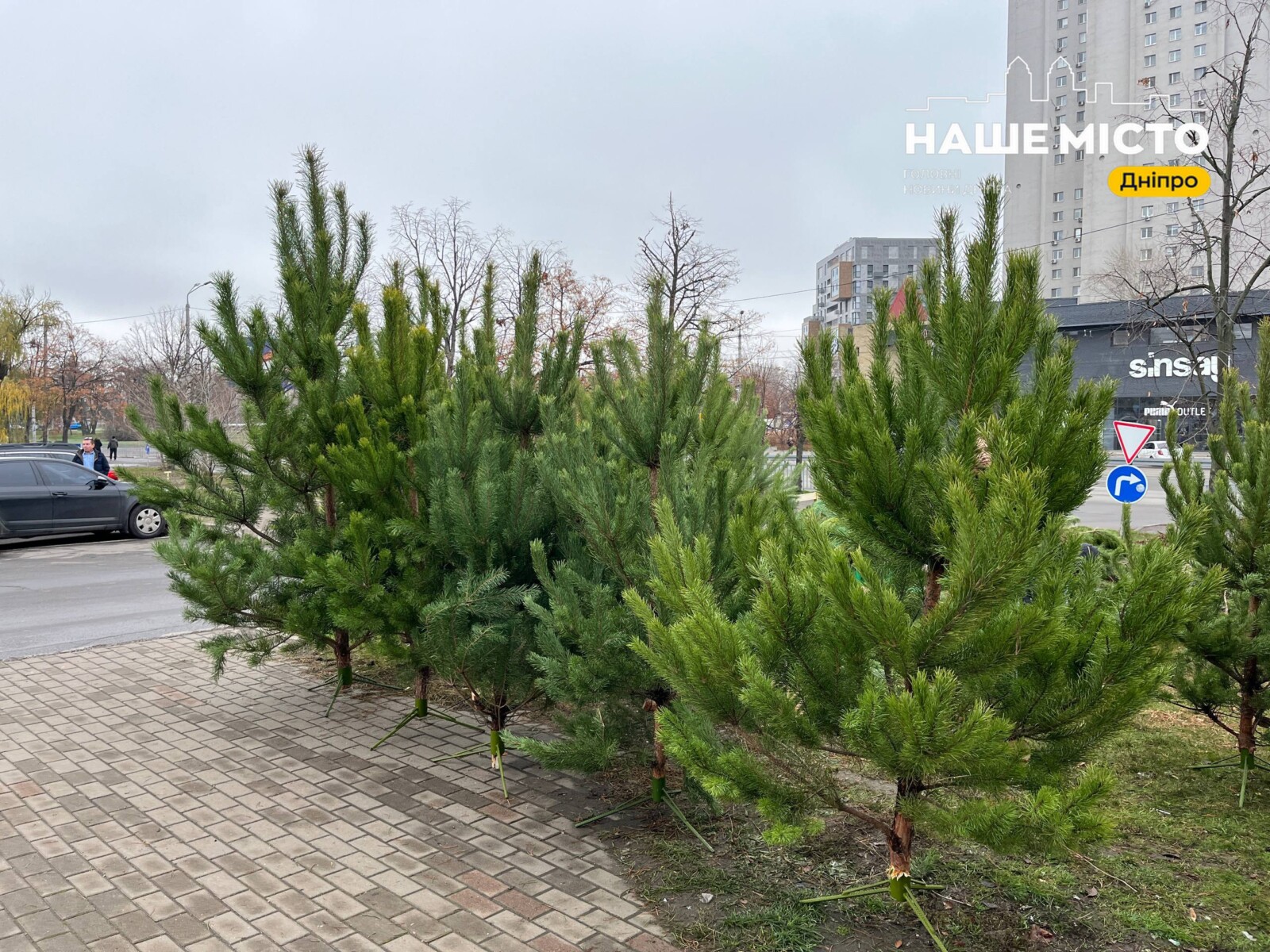 Дніпро готується до Нового року: де купити ялинку?
