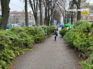 Ялинки на продаж у Дніпрі: де купити та ціни
