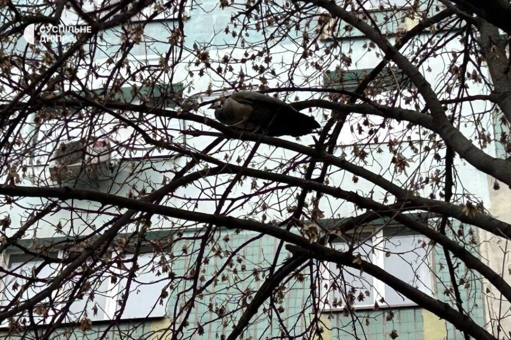 У середмісті Дніпра тиждень триває порятунок самиці павича, яка втекла під час транспортування