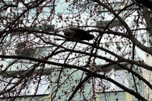 У середмісті Дніпра тиждень триває порятунок самиці павича, яка втекла під час транспортування