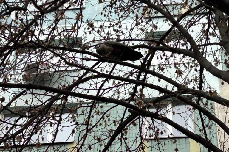 У середмісті Дніпра тиждень триває порятунок самиці павича, яка втекла під час транспортування