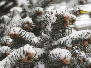 29 грудня: традиції та прикмети дня