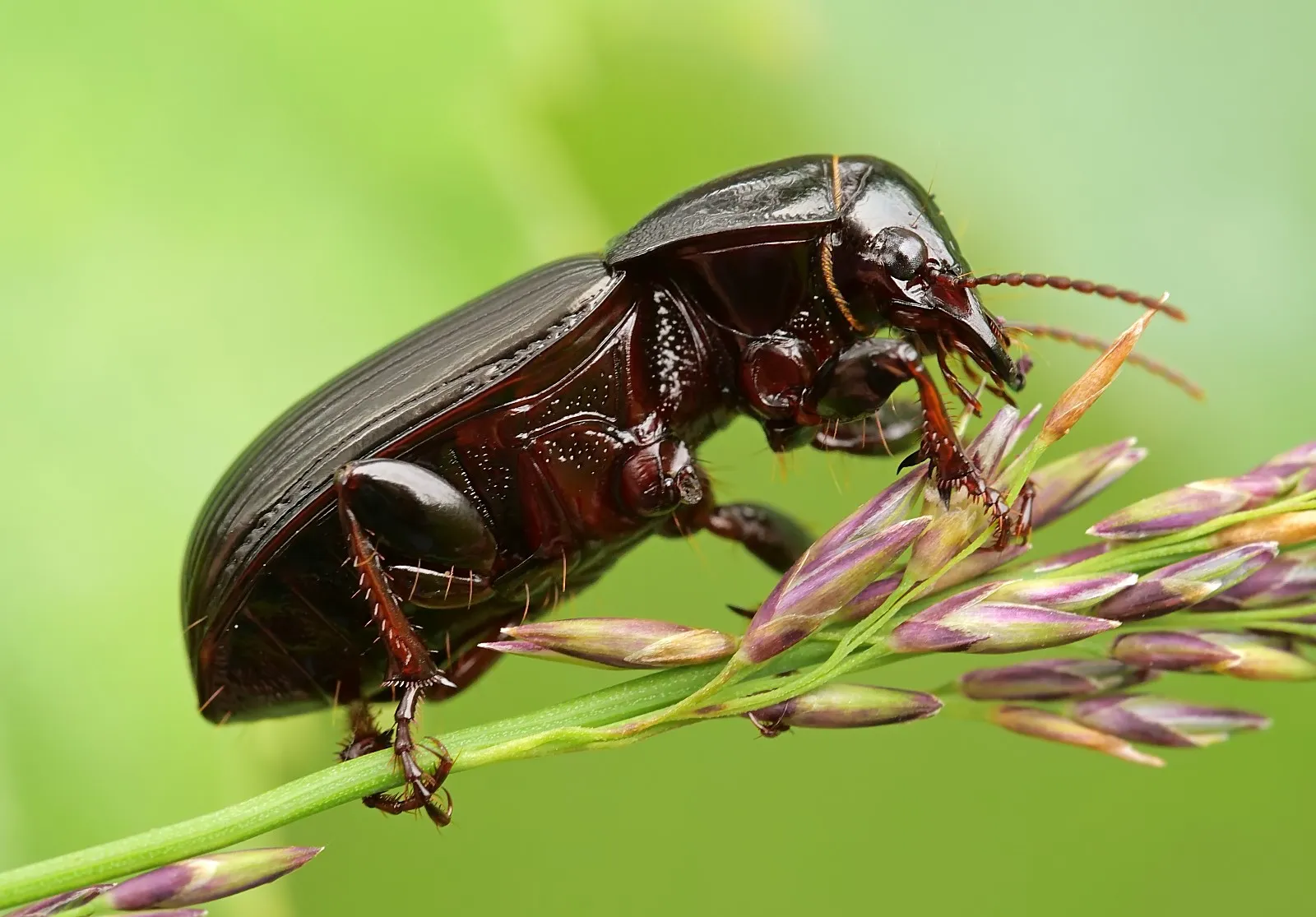 Зросла кількість жуків туруна хлібного в Дніпропетровській області