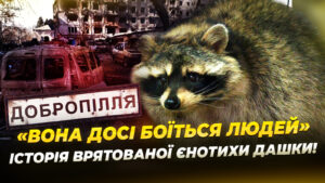 Реабілітація єнотихи з Донеччини у Дніпрі: Дашка отримує допомогу