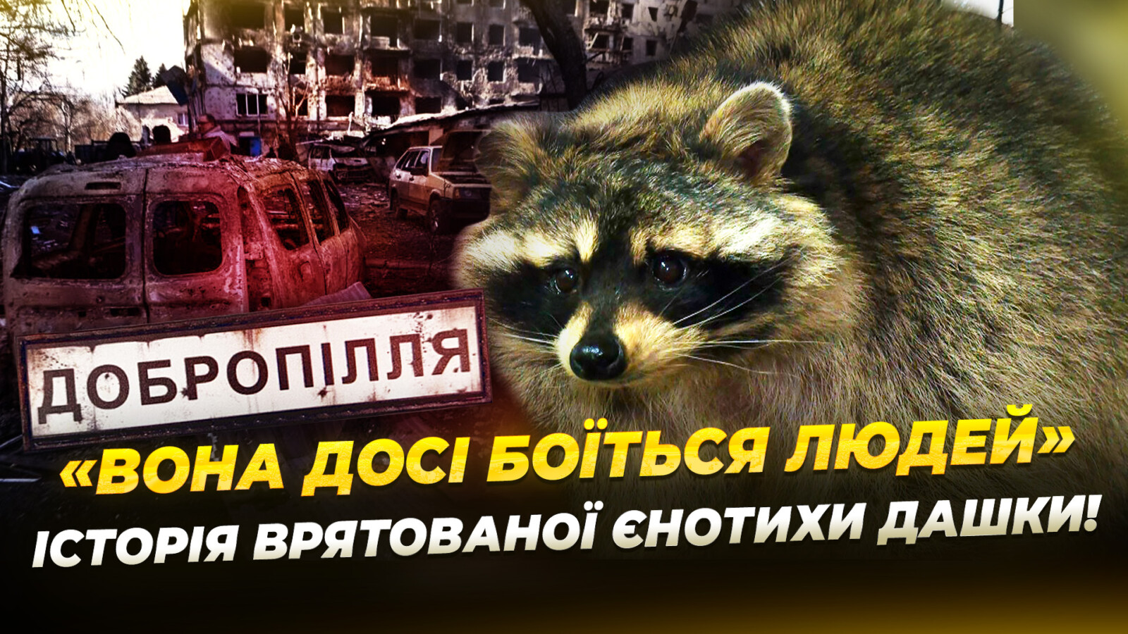 Реабілітація єнотихи з Донеччини у Дніпрі: Дашка отримує допомогу