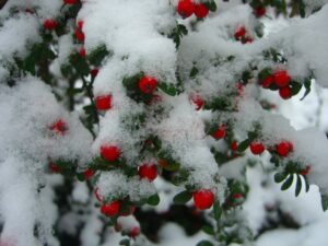 Графік роботи та заходи ботсаду ДНУ у лютому 2026