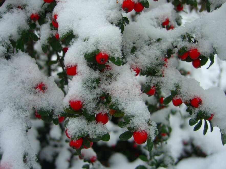 Графік роботи та заходи ботсаду ДНУ у лютому 2026