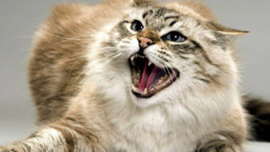 Сказ у домашнього кота у Кам’янському: запроваджено карантин