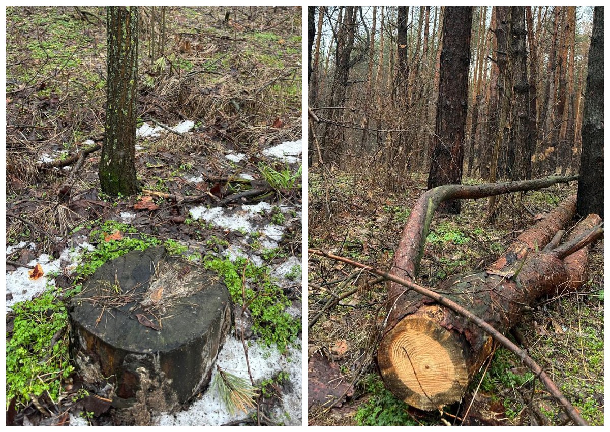 Незаконна рубка лісу біля Обухівки на 22 млн гривень: факти скандалу
