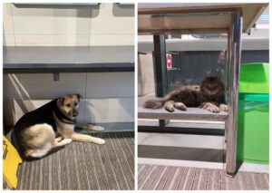 У Дніпрі АТБ змінило правила прийому тварин після скандалу